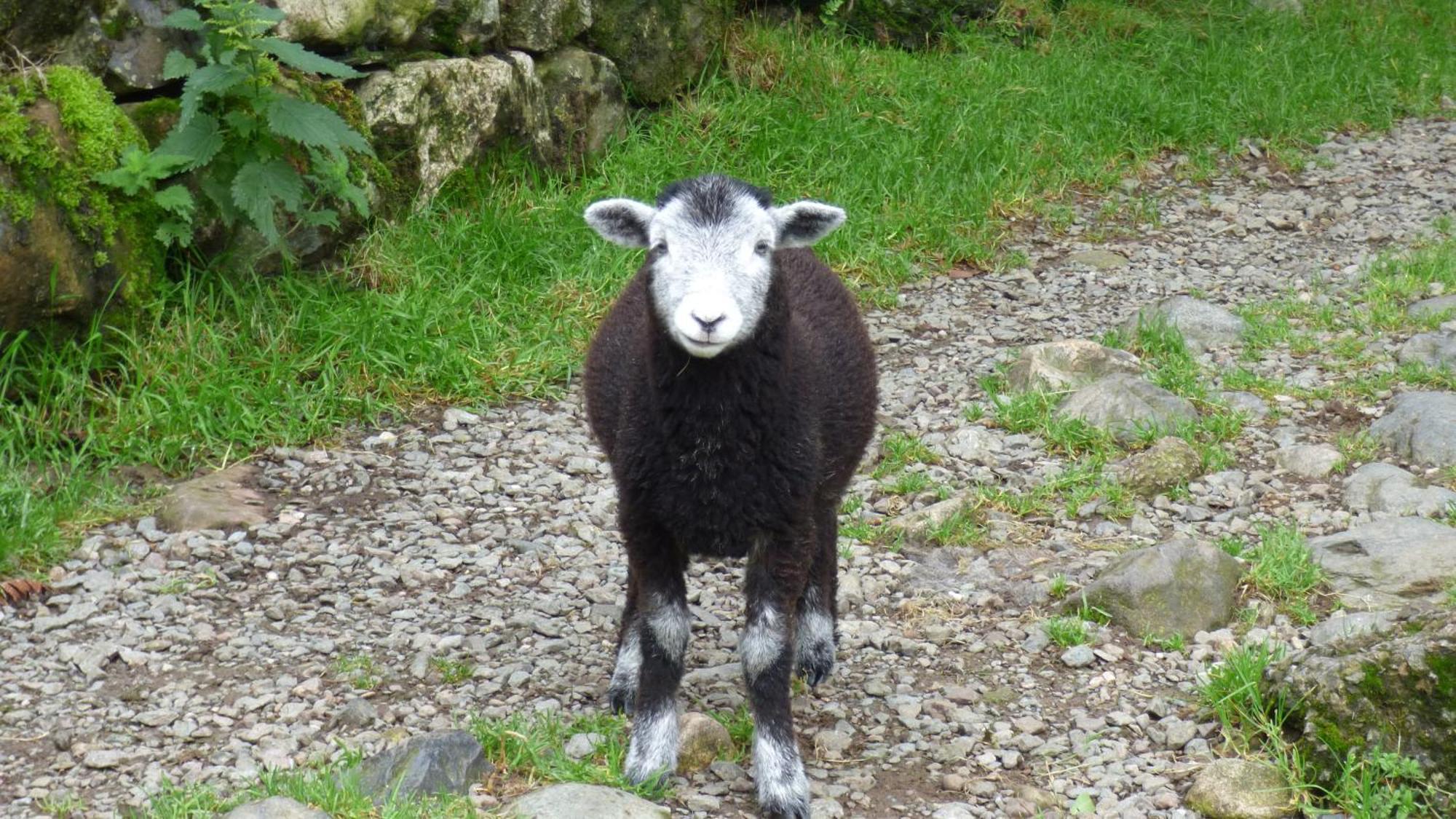 Renovated 5 Bedroom Farmhouse In Picturesque Eskdale, Lake District Exterior foto